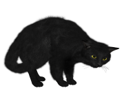 21 black cat png image