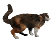  kitten png image download picture 