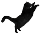  black cat png image