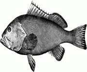 real red fish black and white clipart