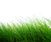 grass png 24