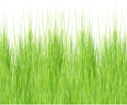 grass png 1 green