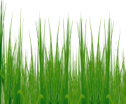 grass png 39