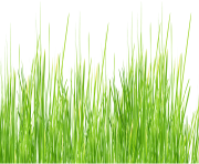 grass png 47 green