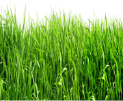 grass png 38 green
