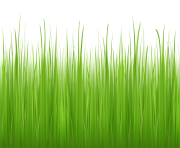 grass png 7