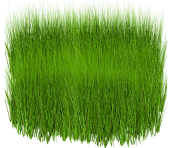 grass png 11