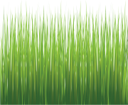 grass png 34