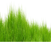 grass png 29 green