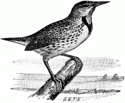 73314 meadowlark bird
