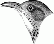 70288 lucasthrashr bird