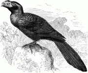 73518 smbilledani bird