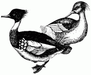 duck 3 bird