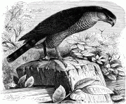 73699 srpshnhawk bird