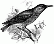 69912 common miner bird