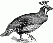lophquail 15868 bird