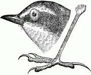 73140 wagtails bird