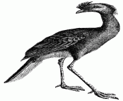 cariama 1 bird