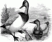 73895 canvasbacks bird