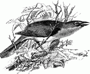 chat 17835 bird