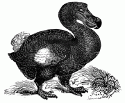 dodo 13008 bird