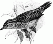 reedwarbler 25446 bird