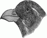 74226 hrnbldaukwn bird