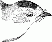 73156 b c warbler bird