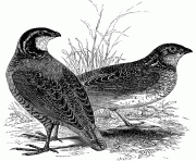 amerquails 13031 bird