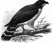 cayennehawk 23658 bird