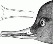 73908 rbmerganser bird