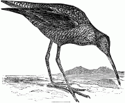 73844 stiltsndpipr bird