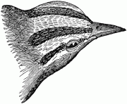 warbler 22441 bird