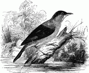 reedwarbler 12503 bird