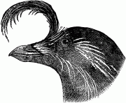 74232 whiskeredauk bird