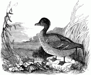 73890 amgrwgteal bird