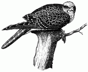 sultan falcon 2 bird