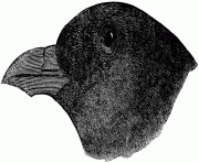 74227 ynghnbldauk bird