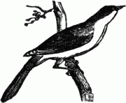 mockingbird 3 bird