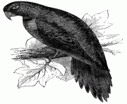 parakeetmacw 12982 bird