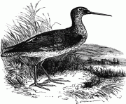 sptdredshank 13076 bird