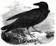 raven 12563 bird