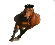 Horse Png Equidae Family 9
