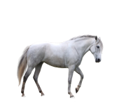 white horse png 1