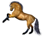 horse PNG308