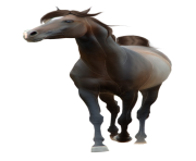 Horse Png Equidae Family 8