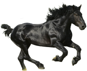 black horse png animal 15