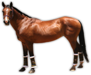 Horse Png Equidae Family 10