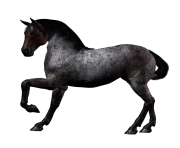 black horse png animal 16
