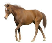 horse png Eohippus 4